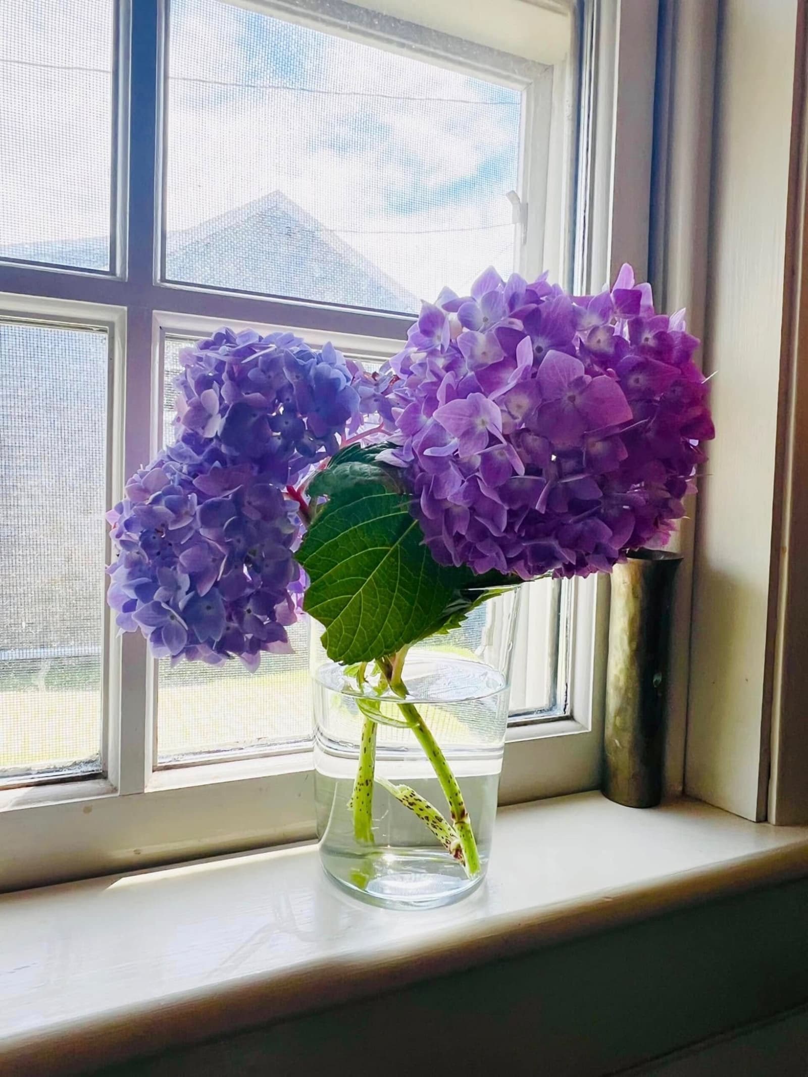 Hydrangeas in glass on windowsill with morning light